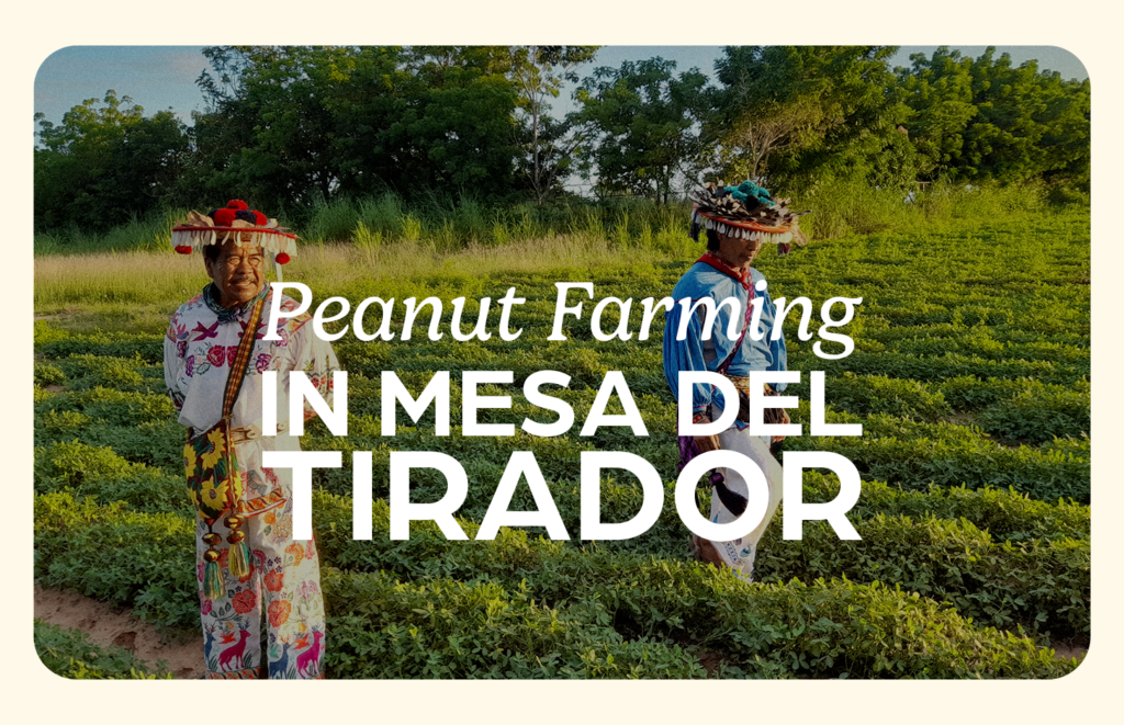peanut farming