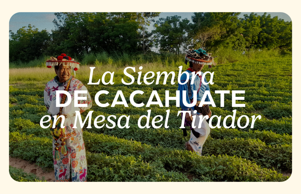 siembra de cacahuate
